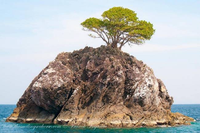 Isolated tree on a rock