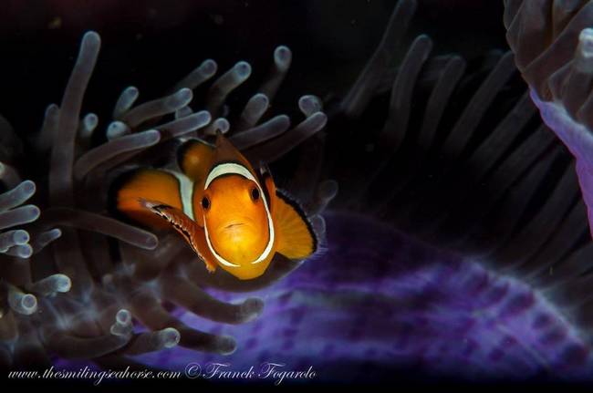 Clown fish cached by Franck Fogarolo 