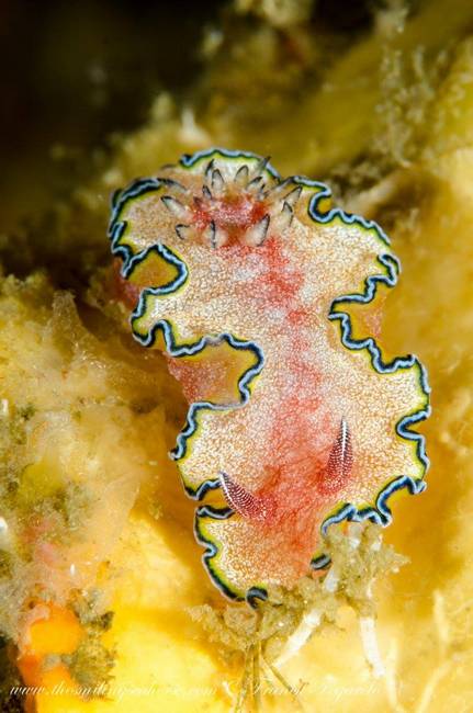 So colorful nudibranch!