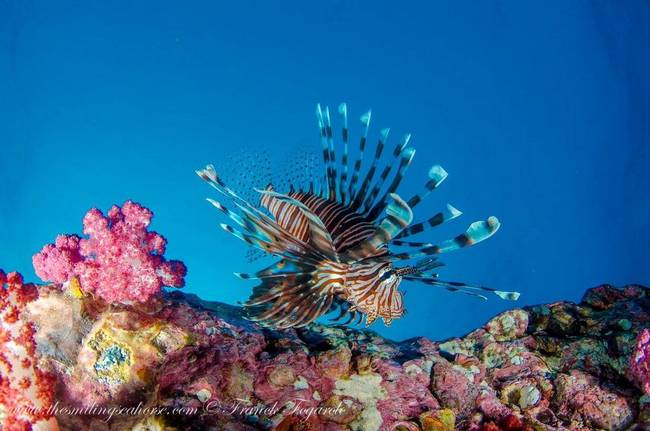 A dangerous lion fish on the coral reef...