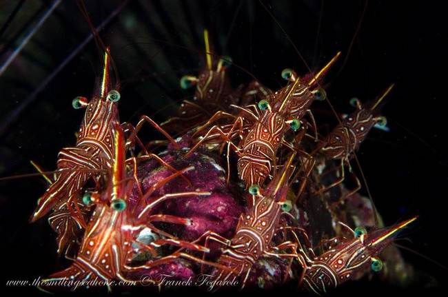 Durban dancing shrimps