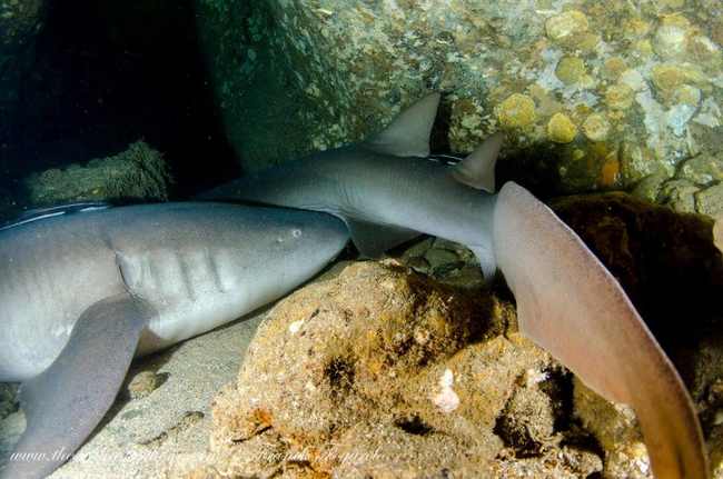 Nurse sharks in Sharks Cave