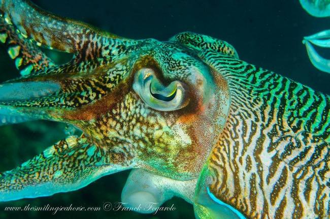 The color changing cuttlefish...