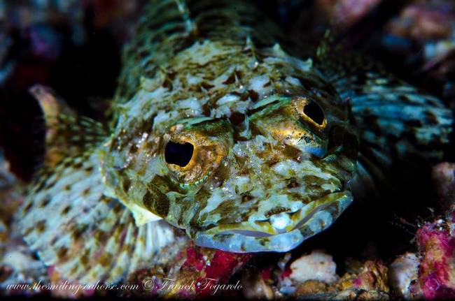 A curious scorpionfish...