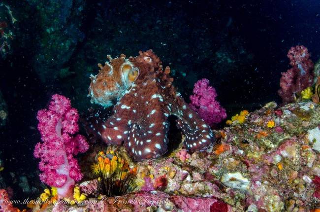 Camouflage expert, the octopus...