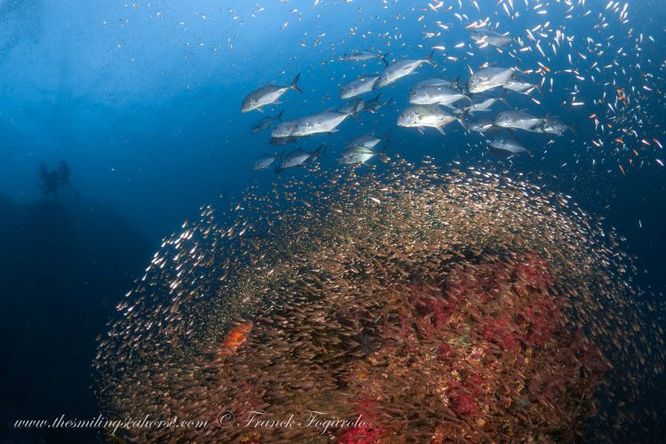 Trevallies hunting glassfish at Richelieu Rock