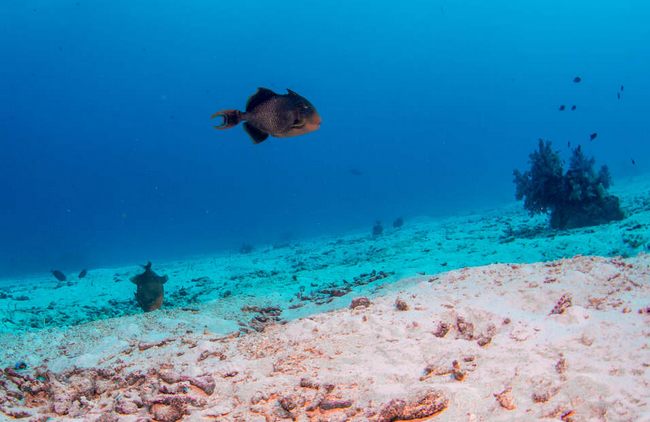 ​The clear visibility allowed us to spot a massive titan triggerfish nursery