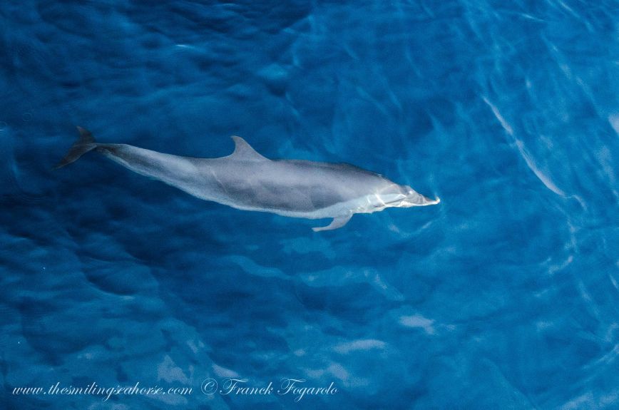 Beautiful dolphins in the blue