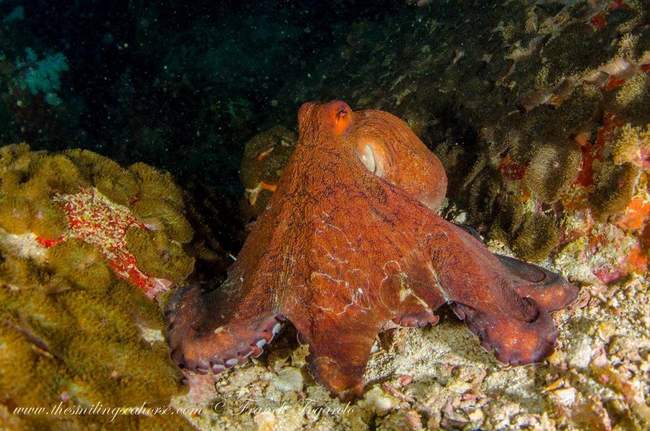Burmese octopus