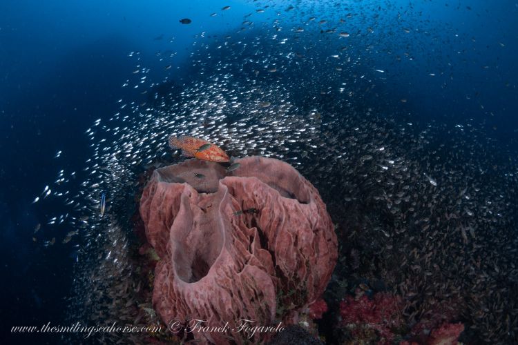 Red grouper on a beautiful barrel sponge 