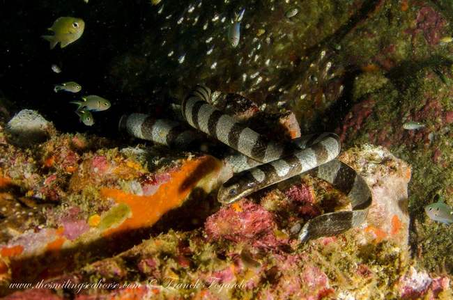 Snake fish on corals
