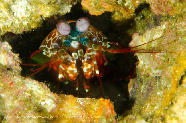 Curious is the Mantis shrimp...