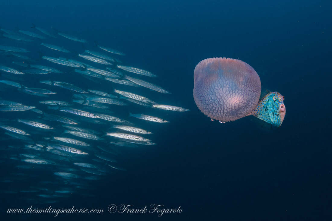 barracuda scribble filefish jellyfish