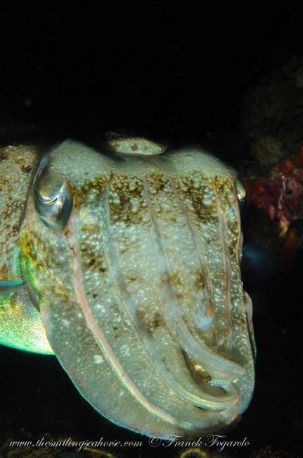 Cuttlefish smiling eyes...