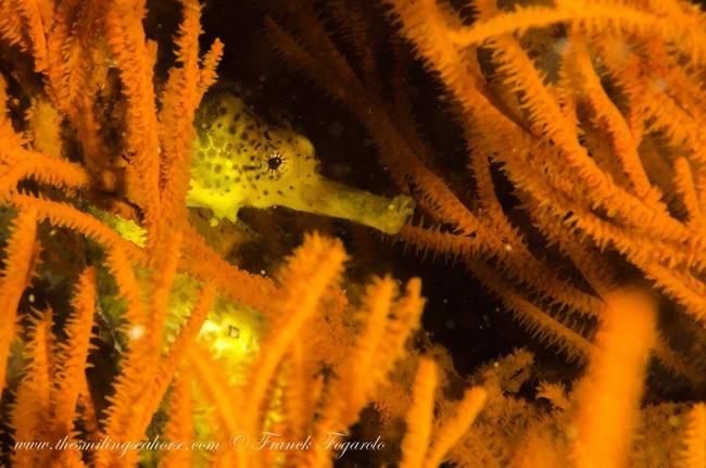 Cute seahorse hiding in coral