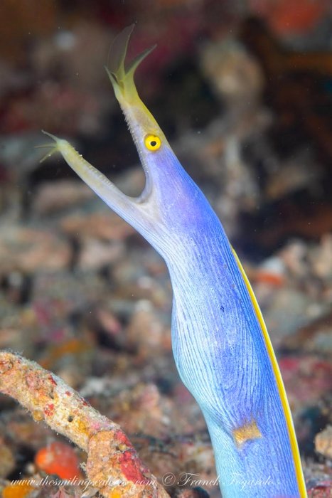 Adult female ribbon eel