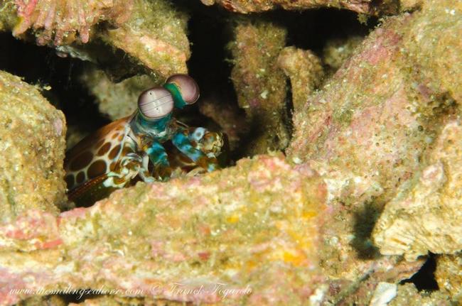 Mantis shrimp in Shark Cave
