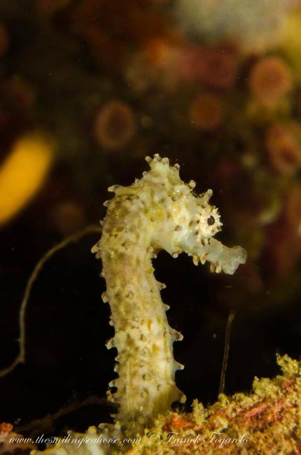 Baby seahorse