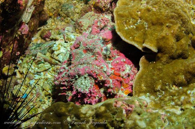 A pinky stonefish not really happy to be discovered!