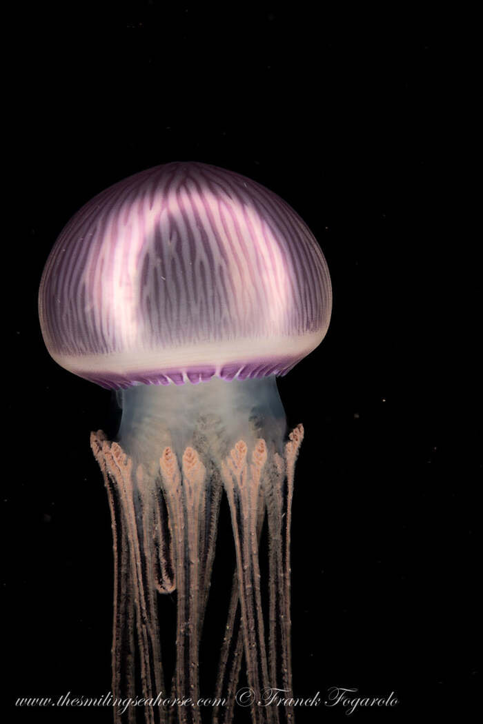 Such a pretty Jellyfish
