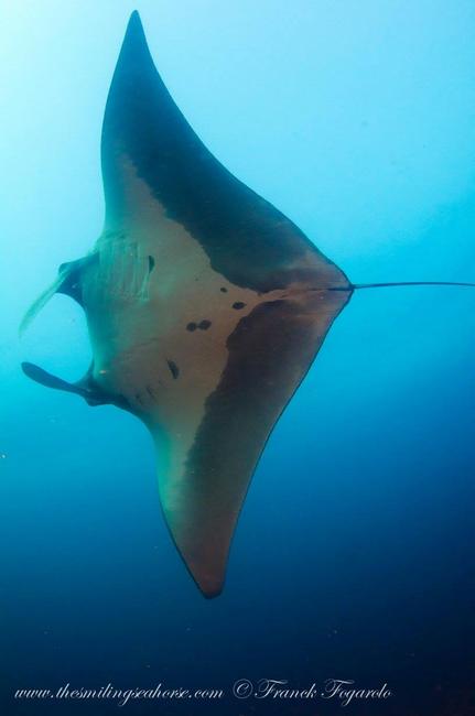 Manta ray flying in Burmese waters 