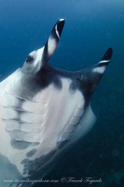 This Manta ray have an eye on us...