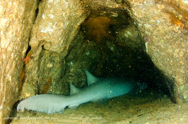 Nurse shark in it's cave