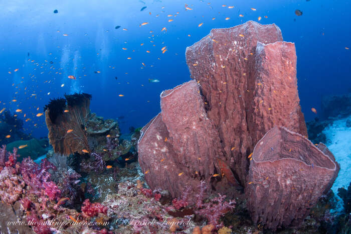 Barrel sponges and soft coral in the simila