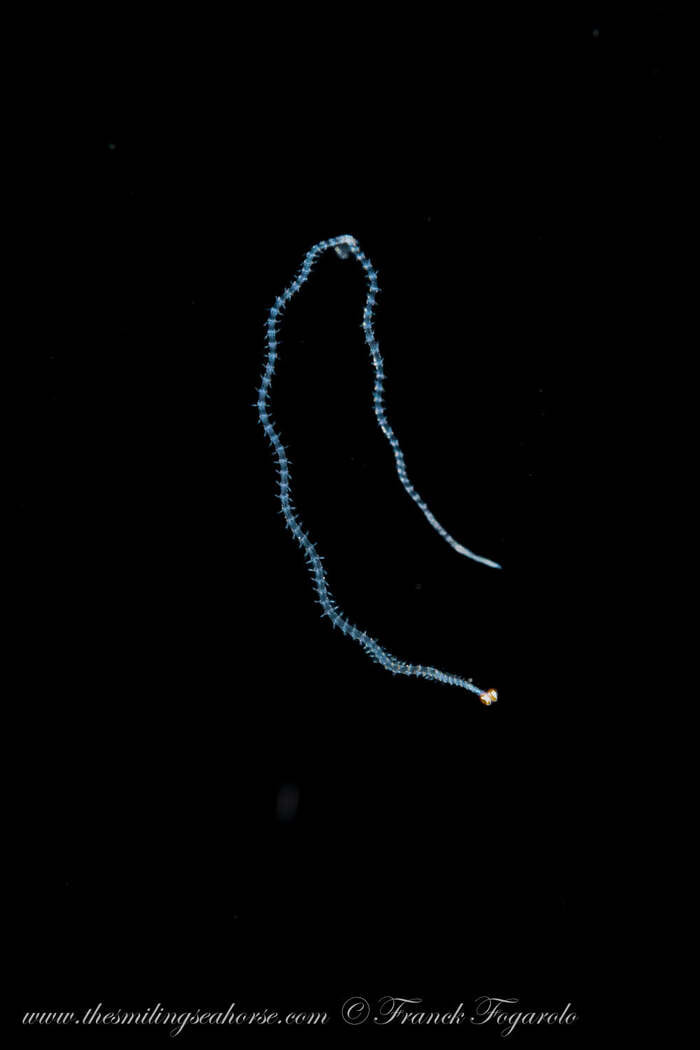 Juvenile bobbit worm