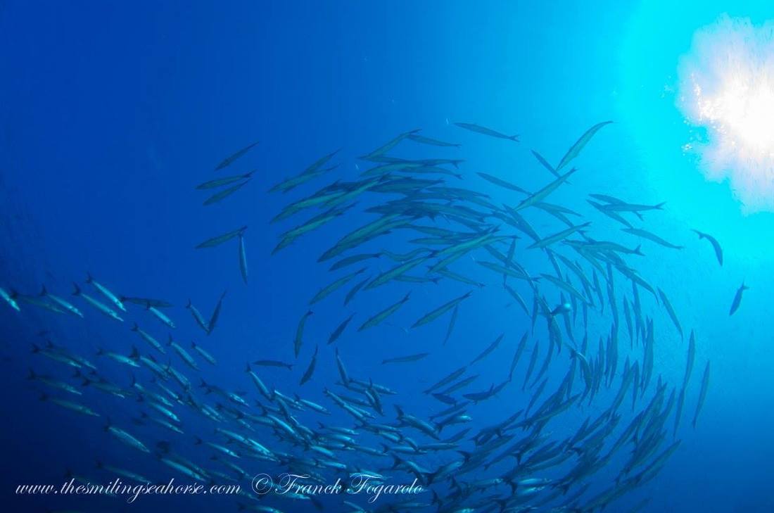 A whirlpool of fish... Mergui Archipalago