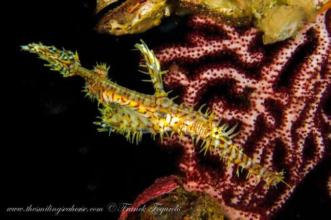 The Ghost pipefish...