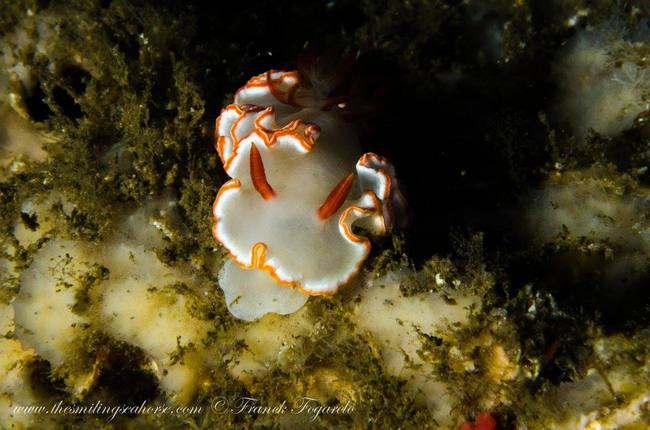 A nudibranch, guess where is it's head...