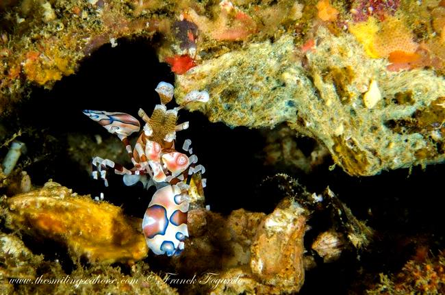 See the dance of the Harlequin Shrimp...