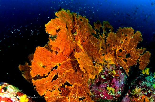 So colorful Seafan and coral...