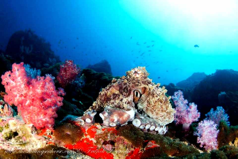 Octopus and colorful soft coral