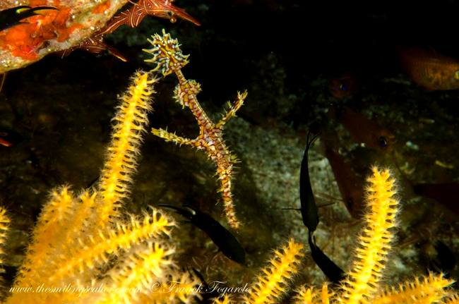 Do you see it? The ghost pipefish...