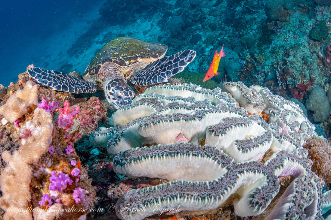turtle easting coral