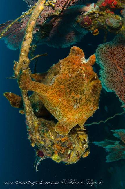 The funny Frogfish...