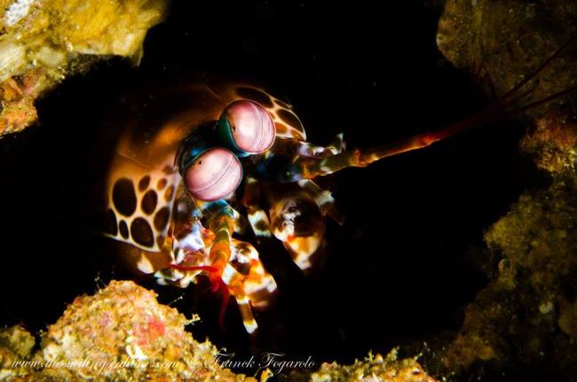 A Mantis shrimp is looking at us...
