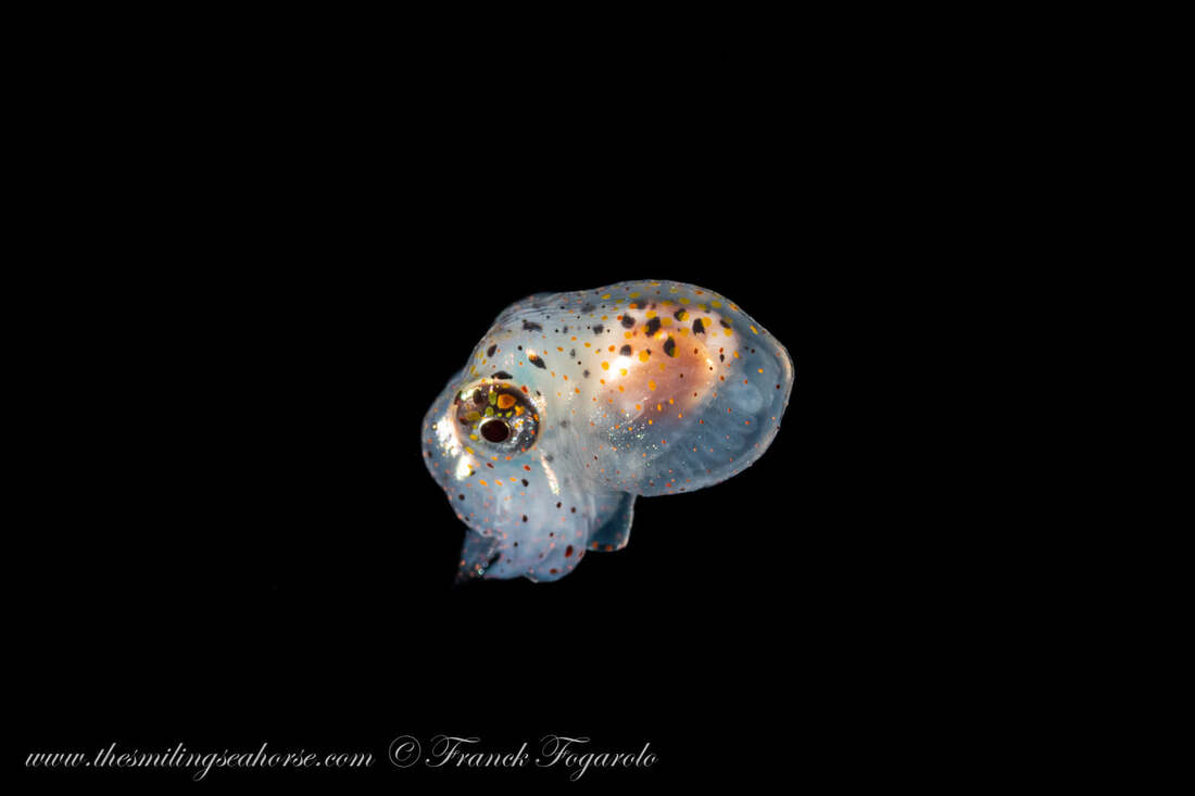 blackwater diving cephalopod in Thailand