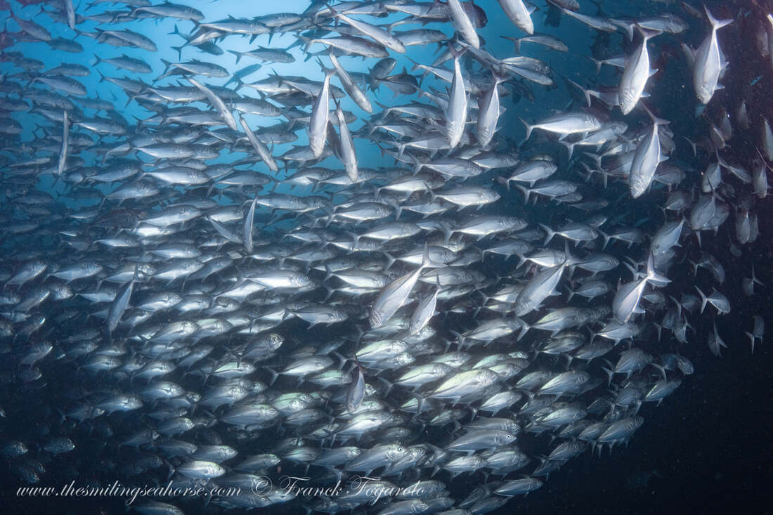 Almost inside a school of fish...