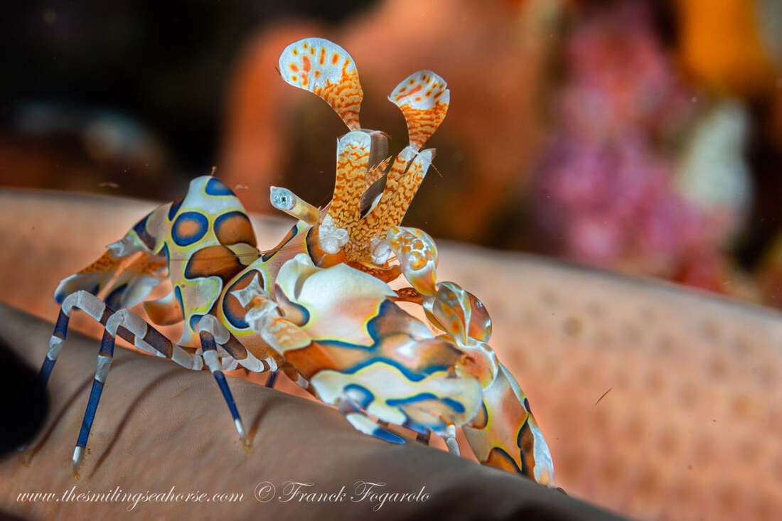 Beautiful Arlequin shrimp