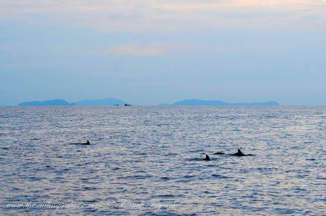Dolphins in Richelieu Rock, Thailand 