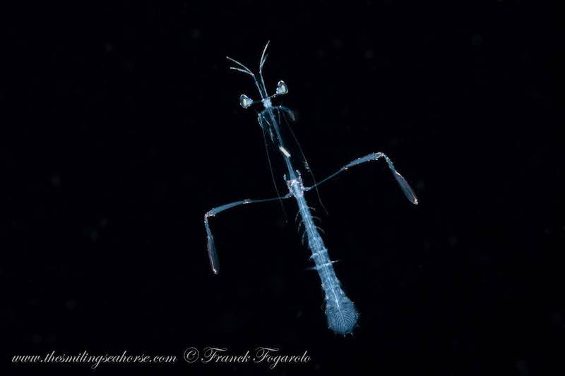 Baby mantis shrimp on blackwater dive