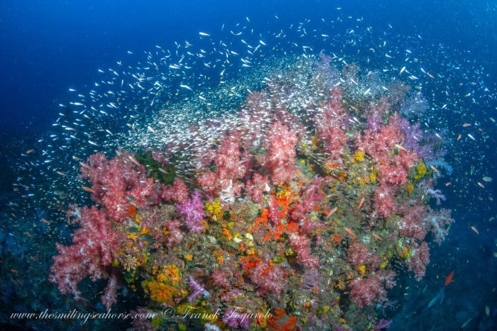 Beautiful coral reef in the Andaman Sea