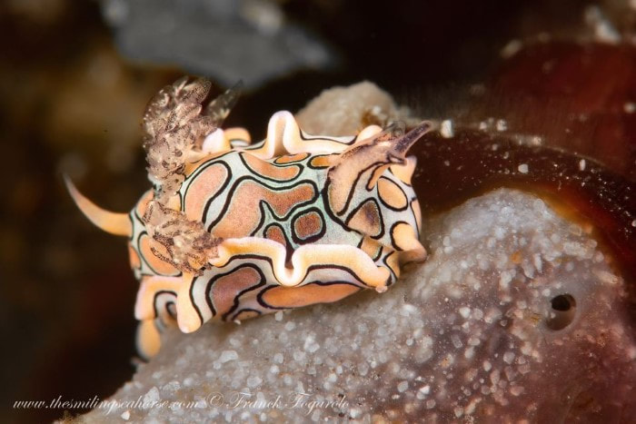 psychedelic sea slug