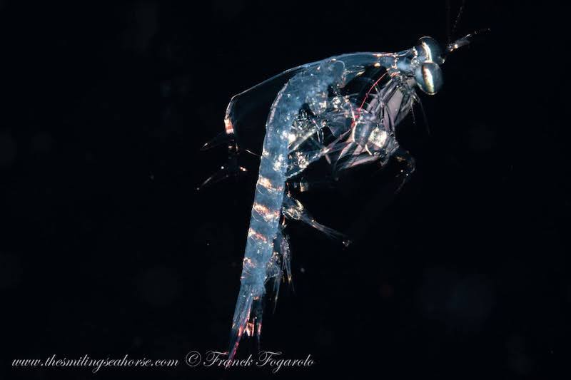 Very small larval mantis shrimp on blackwater dive