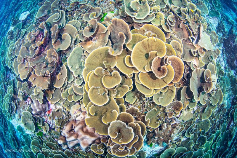 Hard coral formations