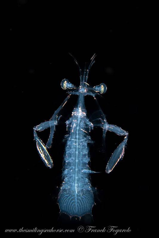 This alien face is a larval mantis shrimp