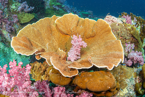 Hard coral formation with a soft coral growing in the middle